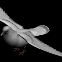 白鸽3D模型（精模，带贴图） Pigeons 3D models