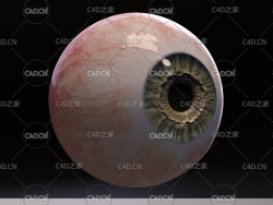 15个真实眼球 眼睛3D模型 FlippedNormals – Game Ready – Realistic Eye Pack