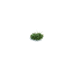 小野草植物杂草模型下载simple grass small v1