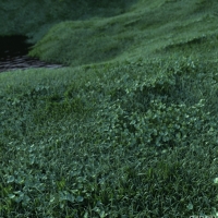 草丛C4D场景模型：The Jungle
