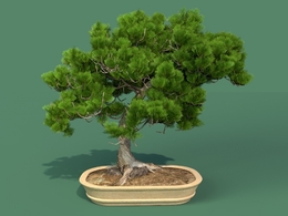 柏树盆景C4D模型 Cypress Bonsai