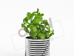 铁桶调味植物蔬菜罗勒C4D模型 sweet basil