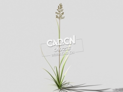 根际草常绿草根草植物C4D模型 bent-grass-b1 3d model