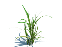 草地杂草植物杂草模型下载simple grass v1