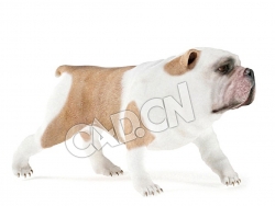 走路的英国斗牛犬老虎犬C4D模型
