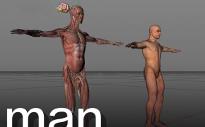 C4D男性解剖模型 Cinema4d male anatomy 3D model