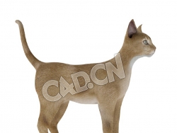 宠物猫阿比西尼亚猫C4D模型