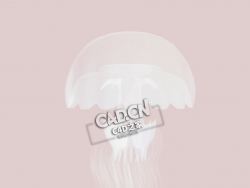 一半野村水母C4D模型下载 Nemopilema nomurai