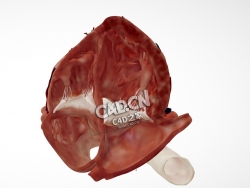 心脏解剖心尖四腔切面C4D模型下载 Cardiac Anatomy-Apical 4 Chamber Echo Plane