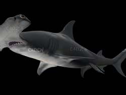 双髻鲨大锤头鲨鱼游泳动画C4D模型 sphyrnidae 3d model