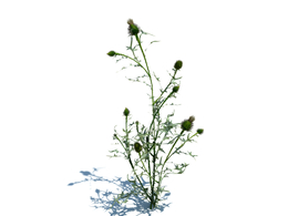 翼蓟植物杂草模型下载Cirsium vulgare v1
