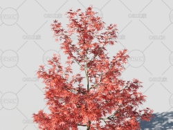 红枫树C4D模型 Acer platanoides