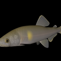 海洋动物模型：鱼3D模型 Ayu