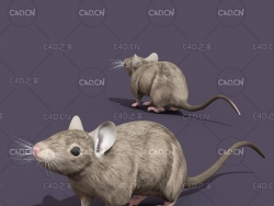 低面卡通老鼠C4D模型 mouse