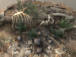 C4D草丛废墟中的骷髅枯骨场景模型 Human skeleton 3d model
