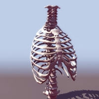 胸部骨骼3D模型 thorax