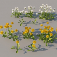 花草药材植物：蒲公英C4D模型 dandelion 3d model