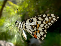 蝴蝶C4D模型 Common Lime Butterfly (Smoothie-3D)