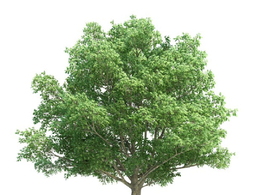 景观树 树木 夏栎 英国栎C4D模型 quercus robur