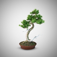 松树盆景C4D模型 Pine bonsai