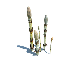 马尾草植物杂草模型下载Equisetum arvense v2