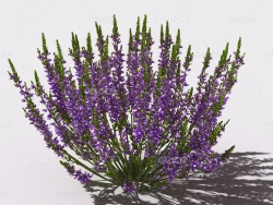 石南花植物C4D模型 heather-2