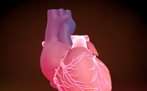 心脏C4D模型 The heart of 3D model