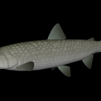 海洋动物模型：鱼3D模型 Amemasu