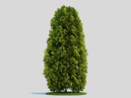景观树 柏树 侧柏C4D模型 Thuja 3d model