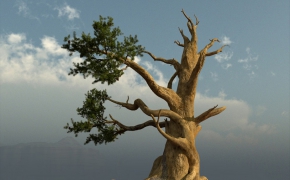 大树、树枝、粗树、老树、树干C4D模型 Bobs Bristlecone Pine