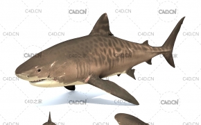 虎鲨C4D模型 Tiger Shark