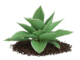 景观植物：金边玉簪C4D模型 Hosta Plant Hosta kiyosumiensis