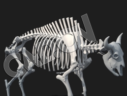 C4D黄牛骨架模型 BISON SKELETON