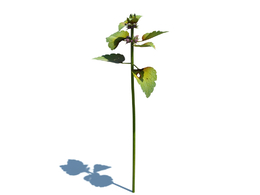 野芝麻c4d植物杂草模型下载Lamium purpureum v1
