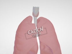 人体器官肺部气道C4D模型下载 Anatomy of the airways (opaque lungs)