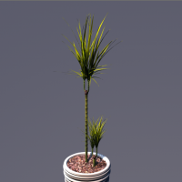 C4D盆景植物模型：0024