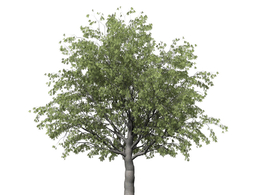 欧洲朴树C4D模型 European Hackberry