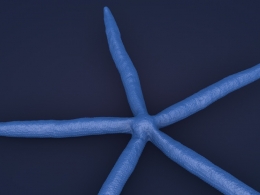 蓝色海星C4D模型 Blue Sea Star