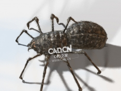 蜘蛛C4D模型spider_C4D_corsican