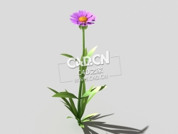 紫色野菊花花卉植物C4D模型 common-flower-d1 3d model