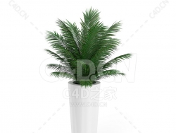 C4D苏铁棕榈办公室客厅盆栽绿植模型