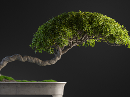 细叶榕绿植盆景c4d模型下载
