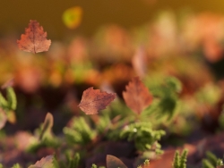苔藓树叶C4D OC模型 Leaves
