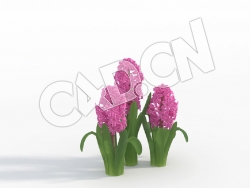 C4D玛丽风信子花卉模型 Hyacinthus_H