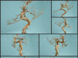 弯曲树根景观树Dead Bonsai 08