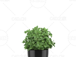 薄荷盆栽 Mint