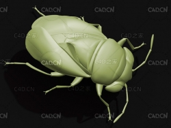 宽大眼长蝽昆虫甲虫C4D模型 Piocoris varius