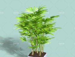 室内绿植盆景 Bonsai plant