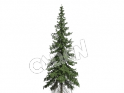 C4D欧洲云杉松树德国云杉挪威云杉北罗汉松模型 Picea abies 3d model