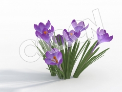 C4D紫色番红花模型 Crocus_E